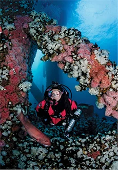 Underwater diver amid beams encrusted thick with corals